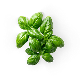 Basil