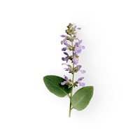 Clary Sage
