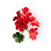 Geranium