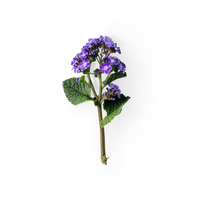 Heliotrope