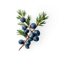 Juniper Berries