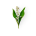 Lily of The Valley