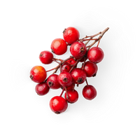 Red Berries