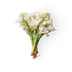 Tuberose